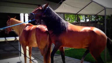 Порно животных. Конь сношает свою подружку лошадь