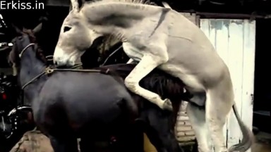 Секс животных или как осел трахает свою любимую красотку лошадь