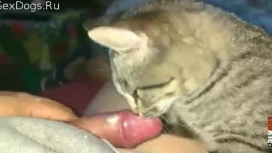 Домашний зоо секс хозяина и его пушистого полосатого котика. Порно кото