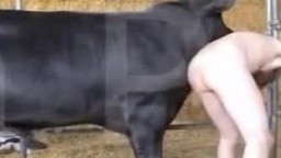 Огромный бык отымел похотливого зоофила в анал. Зоо порно с быком онлайн